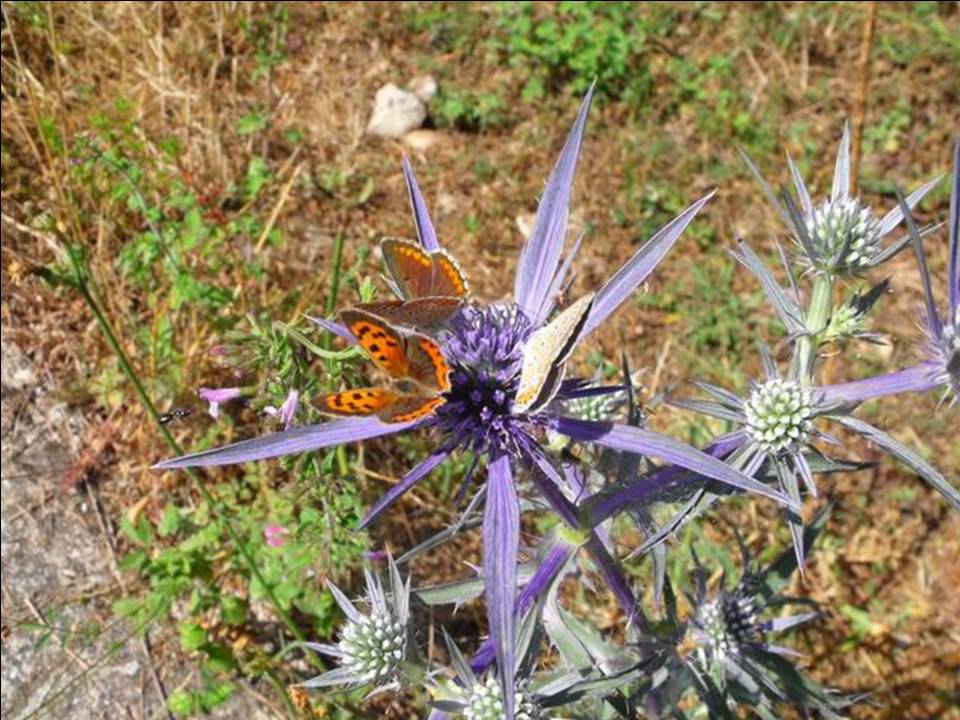 Lycaena phlaeas (Lycaenidae)